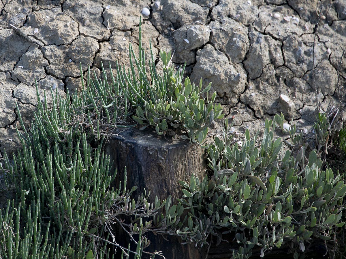 Salicornia und Atriplex